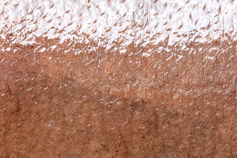 Hippopotamushaut als abstrakter Hintergrund. Textur stockbilder