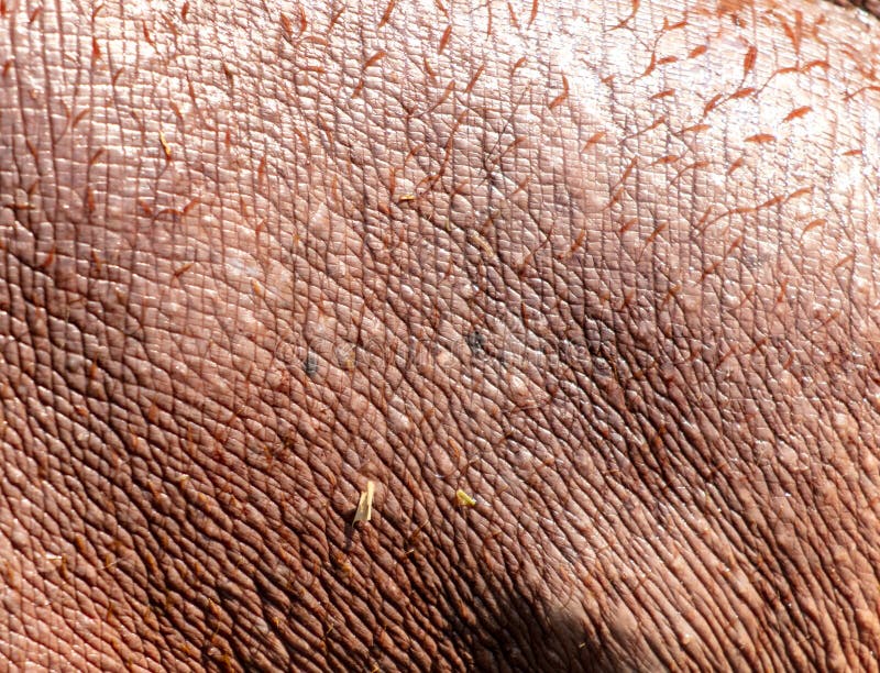 Hippopotamushaut als abstrakter Hintergrund. Textur lizenzfreies stockbild