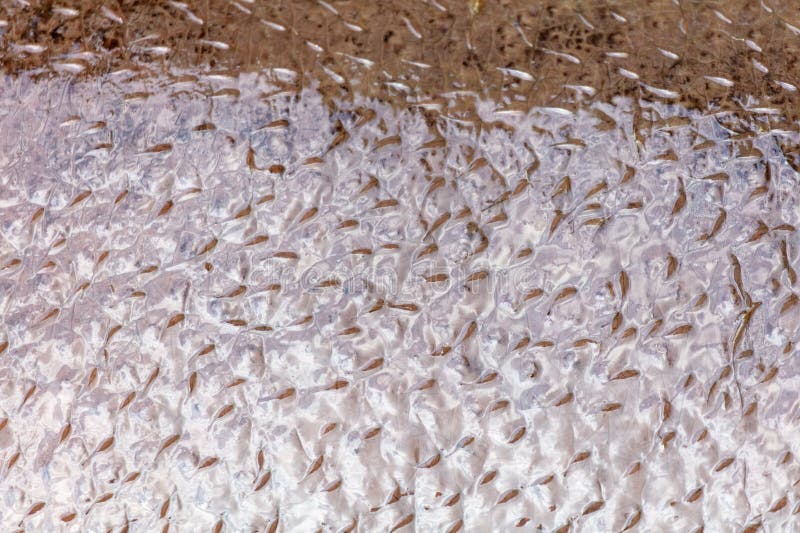 Hippopotamushaut als abstrakter Hintergrund. Textur lizenzfreie stockfotografie