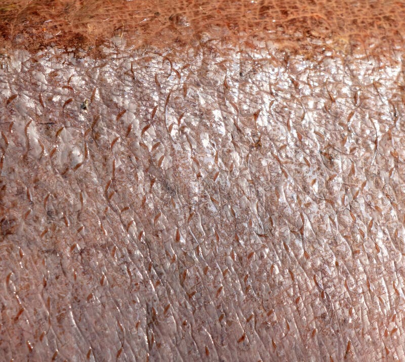 Hippopotamushaut als abstrakter Hintergrund. Textur lizenzfreie stockbilder