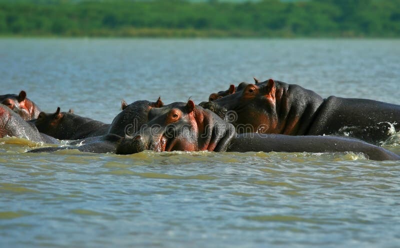 Family of hippos on lake Naivasha. Africa. Kenya