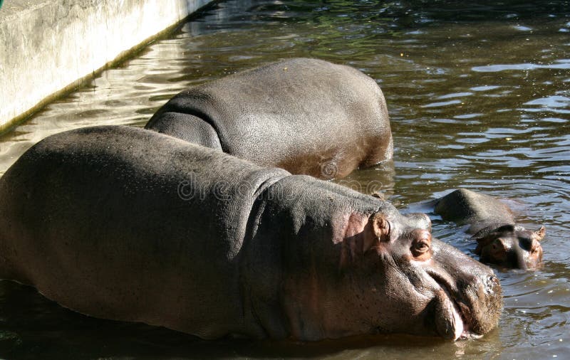 Hippos #2.