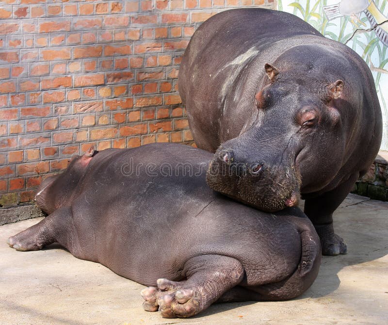 Two hippos in the zoo