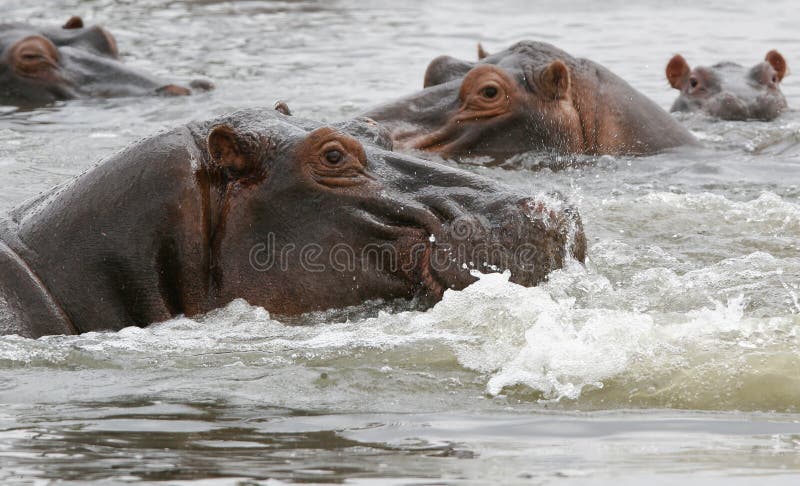 Group of hippos in the river in Malawi