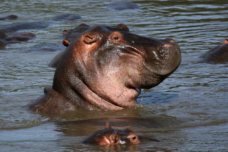 Hippos - Serengeti Wildlife Conservation Area, Safari, Tanzania, East Africa. Hippos - Serengeti Wildlife Conservation Area, Safari, Tanzania, East Africa