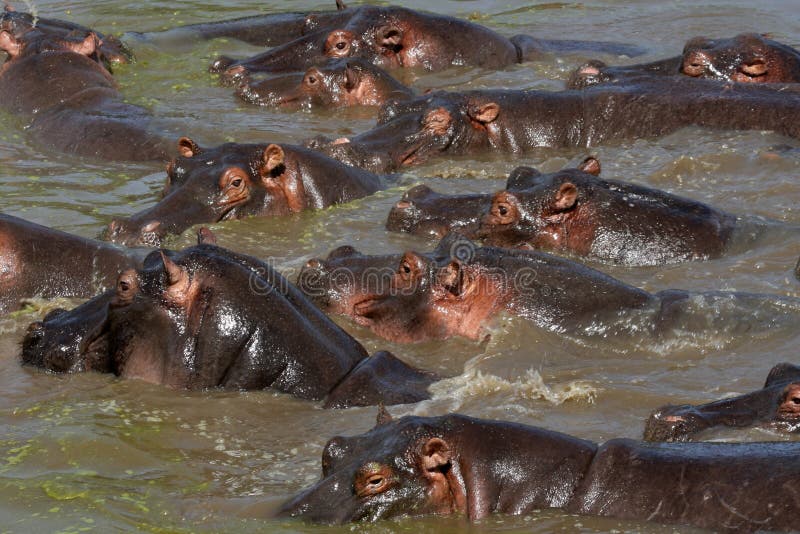 Hippos - Serengeti Wildlife Conservation Area, Safari, Tanzania, East Africa. Hippos - Serengeti Wildlife Conservation Area, Safari, Tanzania, East Africa