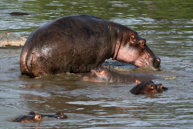Hippos - Serengeti Wildlife Conservation Area, Safari, Tanzania, East Africa. Hippos - Serengeti Wildlife Conservation Area, Safari, Tanzania, East Africa