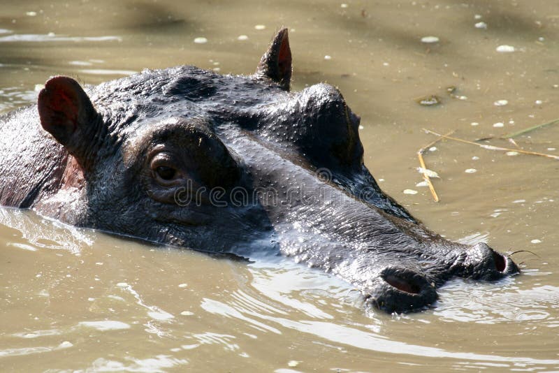 Hippos - Serengeti Wildlife Conservation Area, Safari, Tanzania, East Africa. Hippos - Serengeti Wildlife Conservation Area, Safari, Tanzania, East Africa