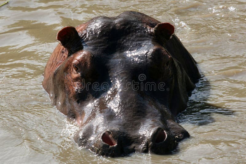 Hippos - Serengeti Wildlife Conservation Area, Safari, Tanzania, East Africa. Hippos - Serengeti Wildlife Conservation Area, Safari, Tanzania, East Africa