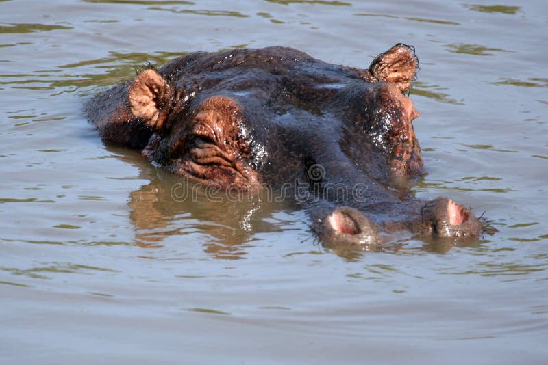 Hippos - Serengeti Wildlife Conservation Area, Safari, Tanzania, East Africa. Hippos - Serengeti Wildlife Conservation Area, Safari, Tanzania, East Africa