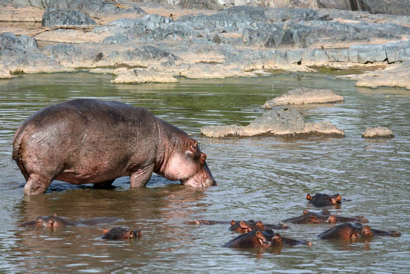 Hippos - Serengeti Wildlife Conservation Area, Safari, Tanzania, East Africa. Hippos - Serengeti Wildlife Conservation Area, Safari, Tanzania, East Africa