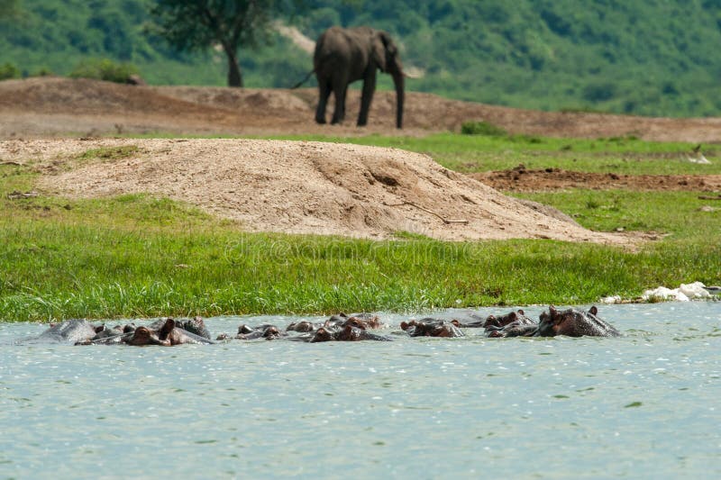 Hippos en Afrikaanse Olifant stock afbeeldingen Hippos en Afrikaanse Olifant stock afbeeldingen