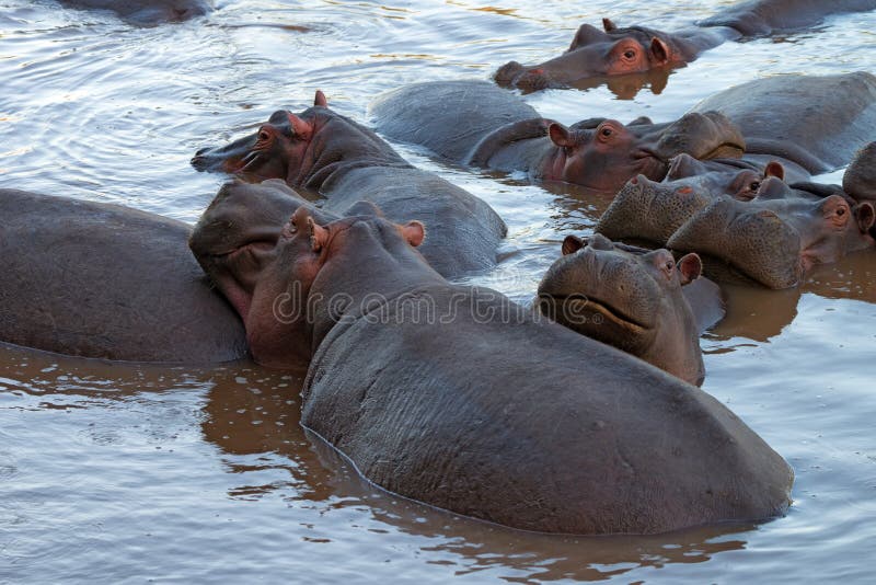 Hippos royalty free stock image