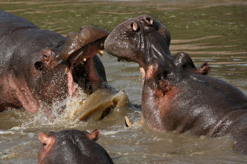 Hippos Fighting - Serengeti Wildlife Conservation Area, Safari, Tanzania, East Africa. Hippos Fighting - Serengeti Wildlife Conservation Area, Safari, Tanzania, East Africa