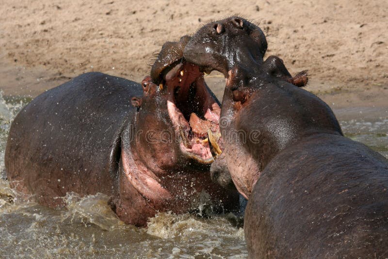 Hippos Fighting - Serengeti Wildlife Conservation Area, Safari, Tanzania, East Africa. Hippos Fighting - Serengeti Wildlife Conservation Area, Safari, Tanzania, East Africa