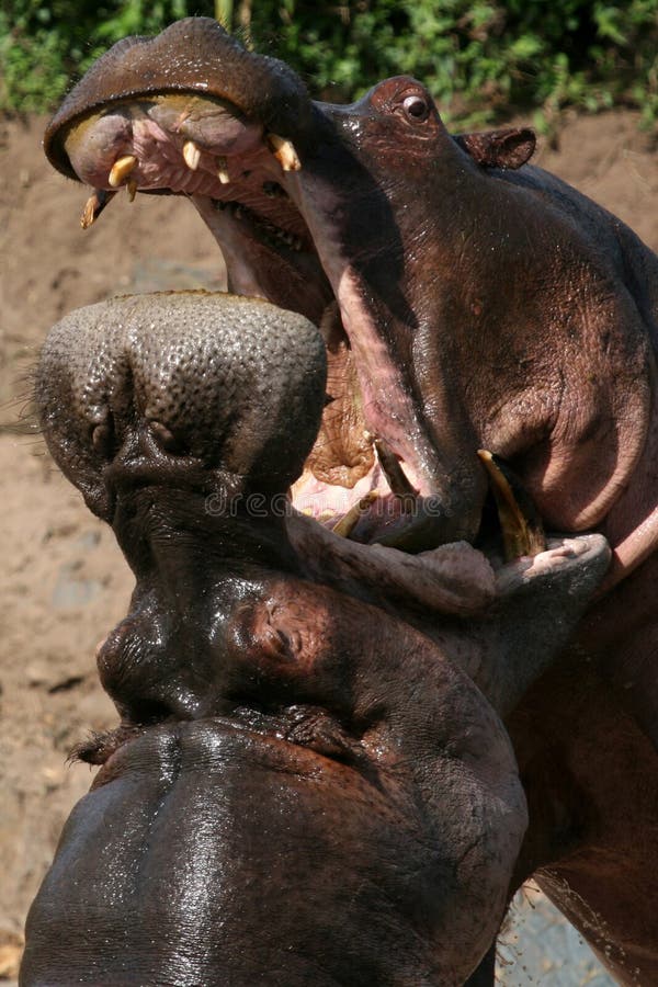 Hippos Fighting - Serengeti Wildlife Conservation Area, Safari, Tanzania, East Africa. Hippos Fighting - Serengeti Wildlife Conservation Area, Safari, Tanzania, East Africa