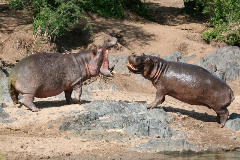 Hippos Fighting - Serengeti Wildlife Conservation Area, Safari, Tanzania, East Africa. Hippos Fighting - Serengeti Wildlife Conservation Area, Safari, Tanzania, East Africa