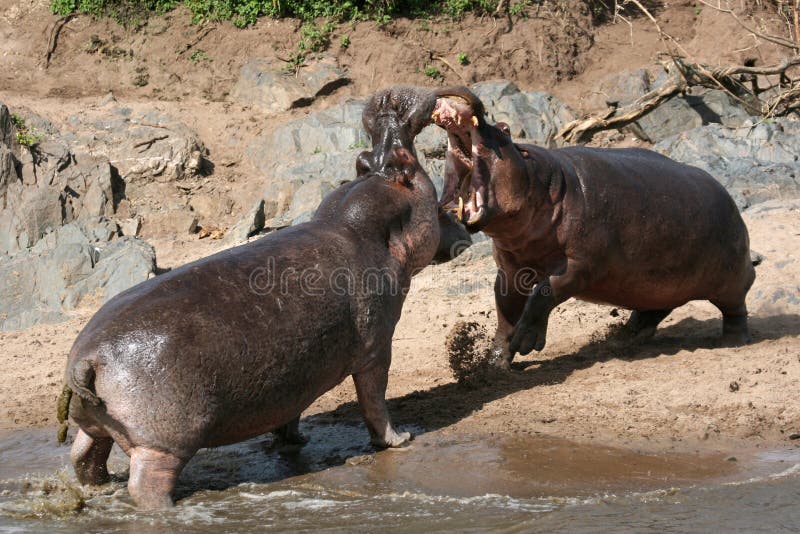 Hippos Fighting - Serengeti Wildlife Conservation Area, Safari, Tanzania, East Africa. Hippos Fighting - Serengeti Wildlife Conservation Area, Safari, Tanzania, East Africa