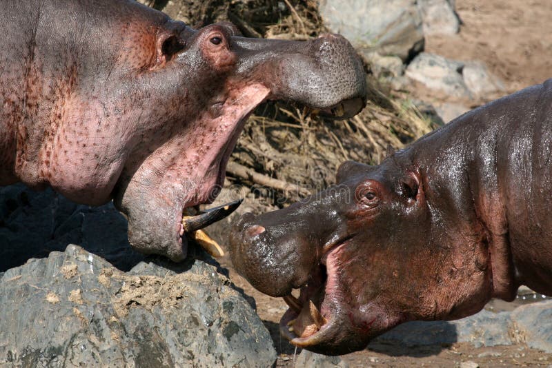 Hippos Fighting - Serengeti Wildlife Conservation Area, Safari, Tanzania, East Africa. Hippos Fighting - Serengeti Wildlife Conservation Area, Safari, Tanzania, East Africa