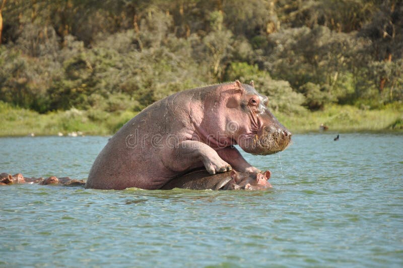 Hippos making love in the water