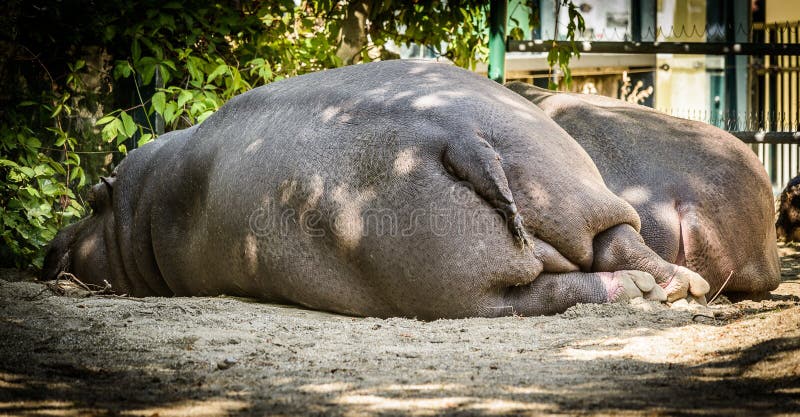 Photo from Back side of two resting hippos,Zoo Schoenbrunn,Vienna,Austria.