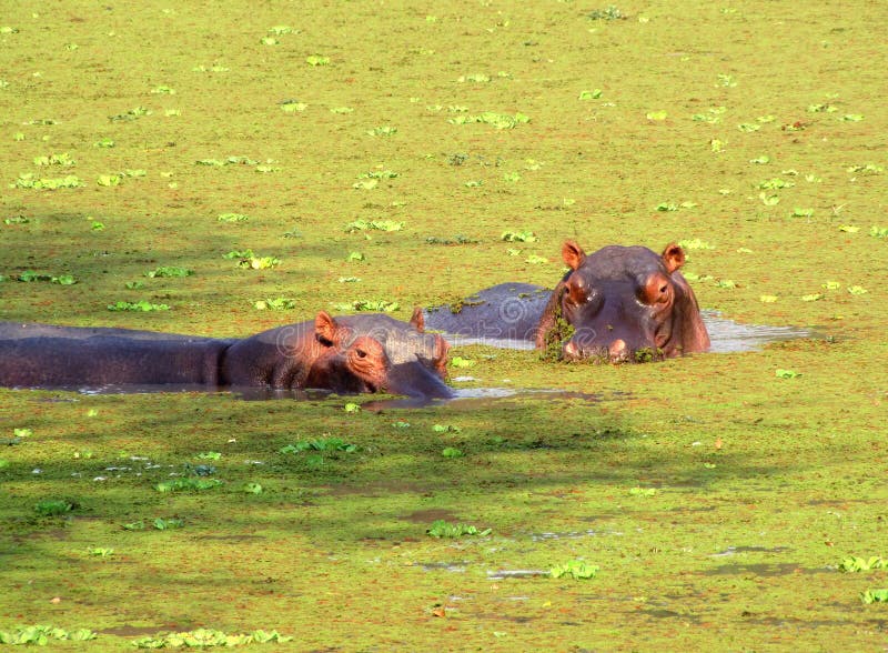 Hippos in a pond