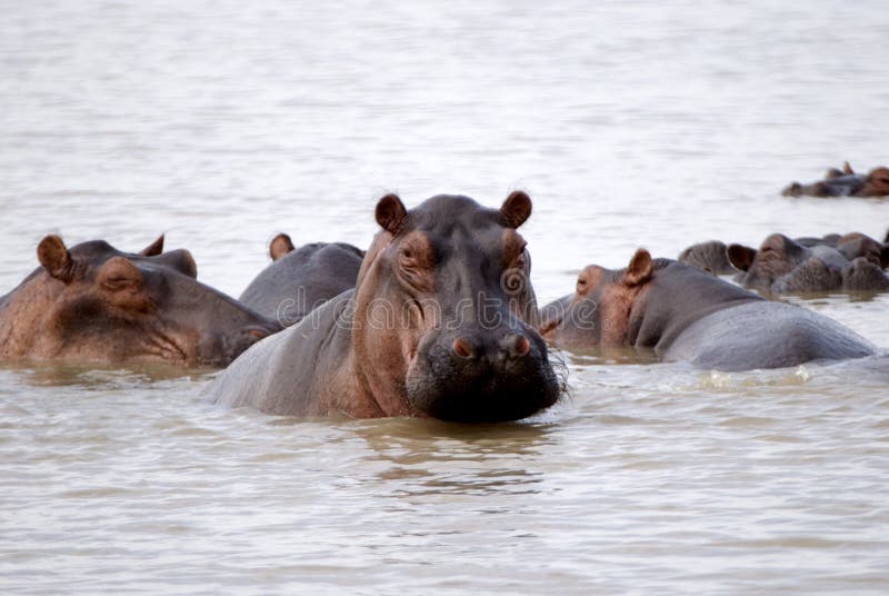 Hippos are abundant in lake manze and River Rufiji in Selous national park, tanzania. Hippos are abundant in lake manze and River Rufiji in Selous national park, tanzania.