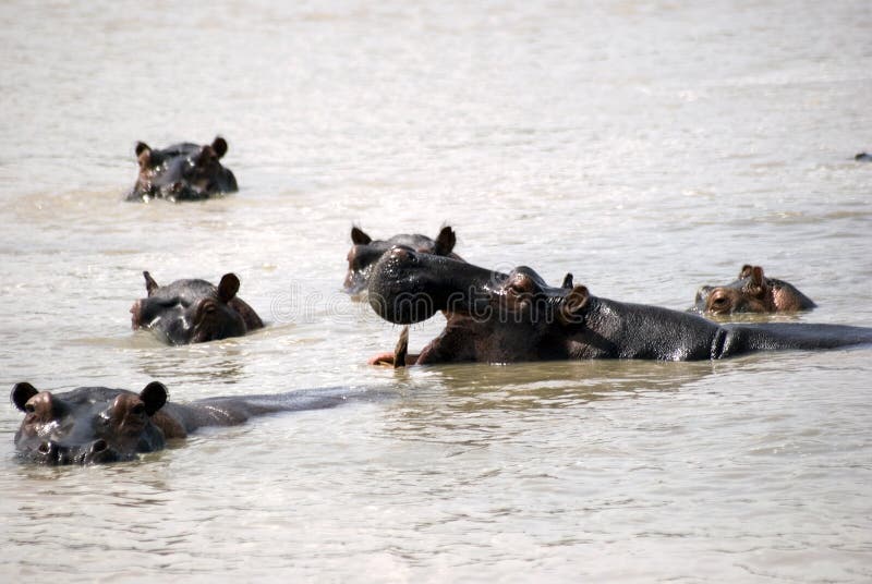 Hippos are abundant in lake manze and River Rufiji in Selous national park, tanzania. Hippos are abundant in lake manze and River Rufiji in Selous national park, tanzania.