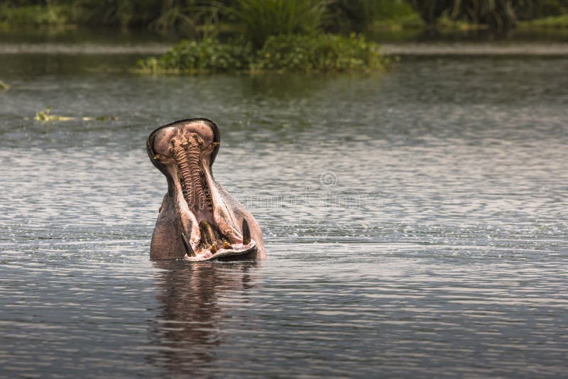 Hippos - Serengeti Wildlife Conservation Area, Safari, Tanzania, East Africa.