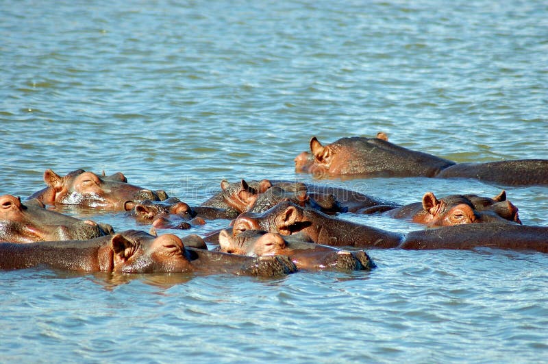 Pool of Hippos (hippopotamus) basking in the afternoon sun at St Lucia estuary in South Africa. Pool of Hippos (hippopotamus) basking in the afternoon sun at St Lucia estuary in South Africa
