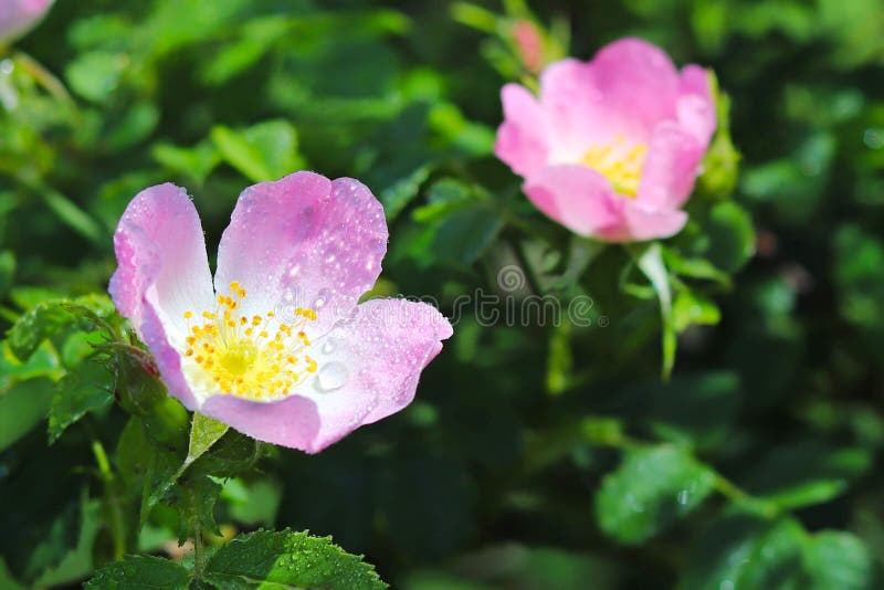 Hips Rose Flower in the sun. A blue flower in droplets of dew on a blurred green background. Plants of the meadows of the region w