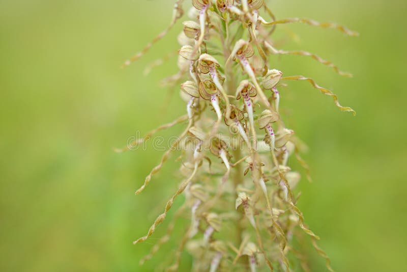 Hircinum Himantoglossum, ορχιδέα σαυρών, λεπτομέρεια των άγριων εγκαταστάσεων άνθισης, Ιένα, Γερμανία Φύση στην Ευρώπη στοκ εικόνα με δικαίωμα ελεύθερης χρήσης Hircinum Himantoglossum, ορχιδέα σαυρών, λεπτομέρεια των άγριων εγκαταστάσεων άνθισης, Ιένα, Γερμανία Φύση στην Ευρώπη στοκ εικόνα με δικαίωμα ελεύθερης χρήσης