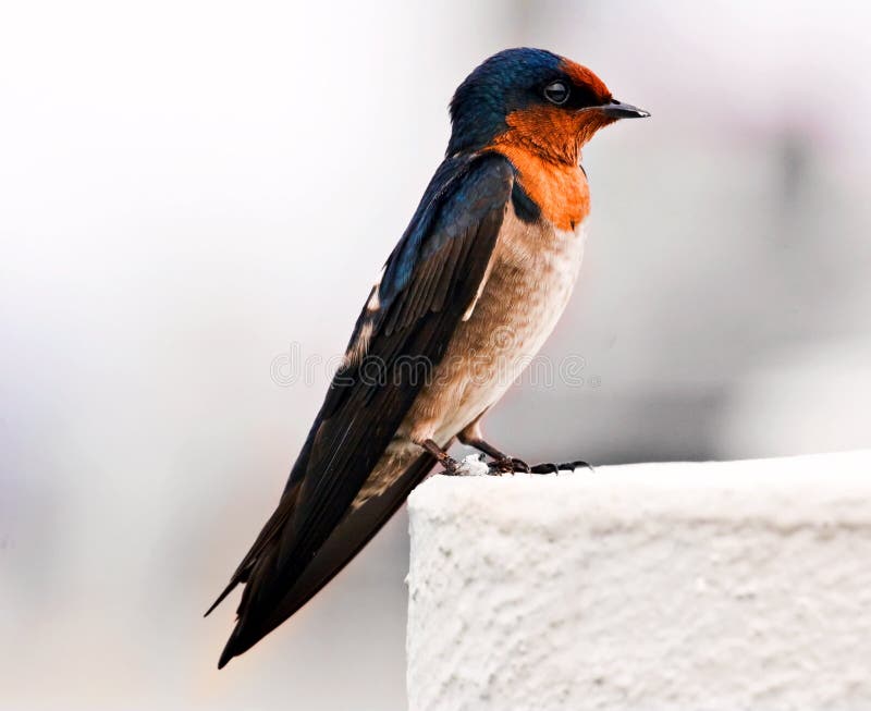 Swallow have been photographed on island Tioman. Malaysia. Swallow have been photographed on island Tioman. Malaysia