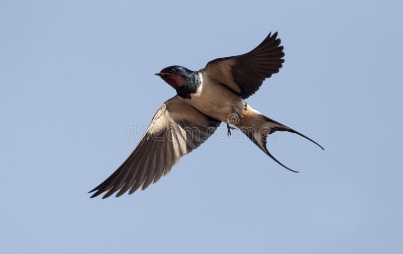 Hirondelle, rustica de Hirundo photographie stock Hirondelle, rustica de Hirundo photographie stock