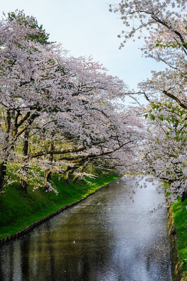 Hirosaki Cherry Blossom Festival 2018:Spectacular Views of Cherry ...