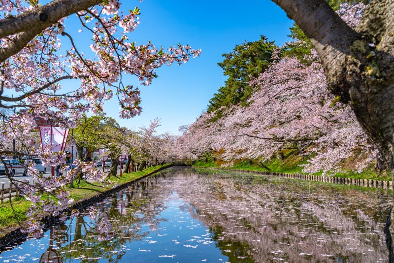 Hirosaki City Cherry Blossom Matsuri. Clear Blue Sky Springtime Sunny ...