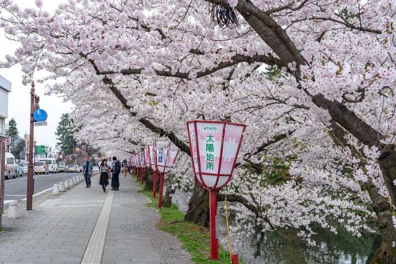 Hirosaki City Street View in Springtime Cherry Blossom Season Sunny Day ...