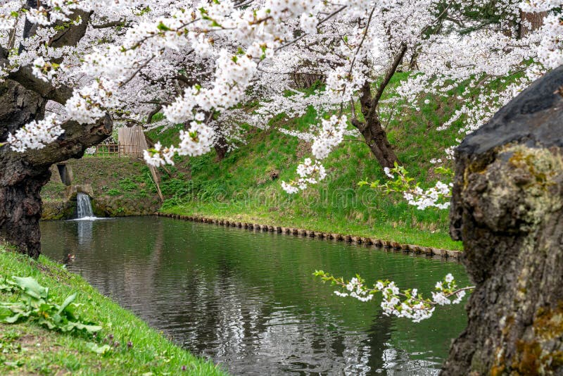 Hirosaki Park Cherry Blossoms Matsuri Festival in Springtime Season ...