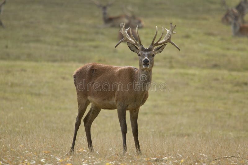 Hirsch lizenzfreie stockfotografie Hirsch lizenzfreie stockfotografie