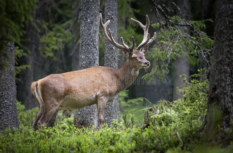 Deer, Cervus elaphus, with antlers growing on velvet.A huge deer in deep spruce forest. Wild animals in spring . The best photo. Deer, Cervus elaphus, with antlers growing on velvet.A huge deer in deep spruce forest. Wild animals in spring . The best photo