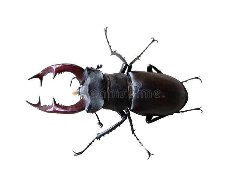 Hirschkäfer auf Weiß stockfotos