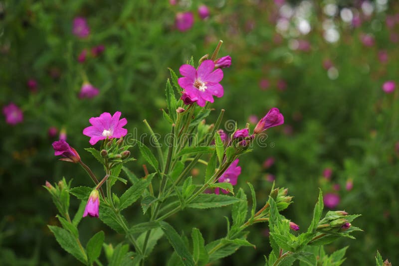 O Epilóbio é Uma Planta Herbácea De Altura Humana Altíssima, Por