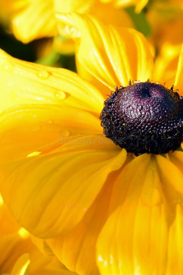 Hirta var Rudbeckia цветок pulcherrima желтый обыкновенно вызываемое Сьюзан наблюданное чернотой стоковые изображения rf Hirta var Rudbeckia цветок pulcherrima желтый обыкновенно вызываемое Сьюзан наблюданное чернотой стоковые изображения rf