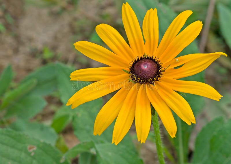 Hirta и паук Rudbeckia стоковое изображение Hirta и паук Rudbeckia стоковое изображение