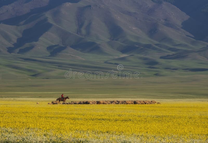 A shepherd on a horse grazes a flock of sheep in the flowering steppe near the mountains. A shepherd on a horse grazes a flock of sheep in the flowering steppe near the mountains