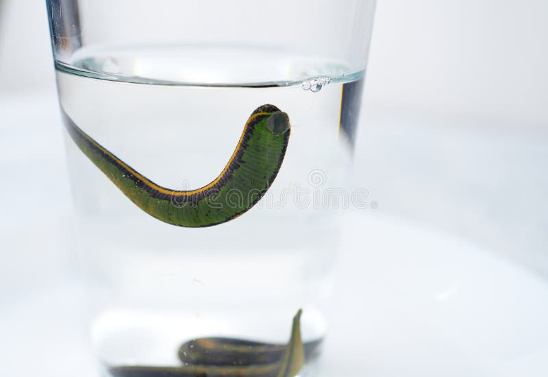 Hirudotherapy. Medical Leeches in a Glass in Water Stock Photo