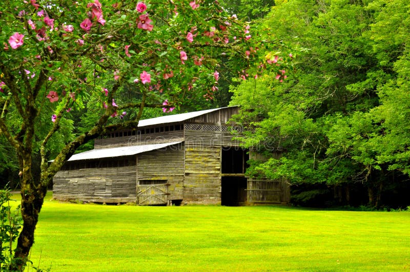 Hisbiscus bush framing an old wooden barn