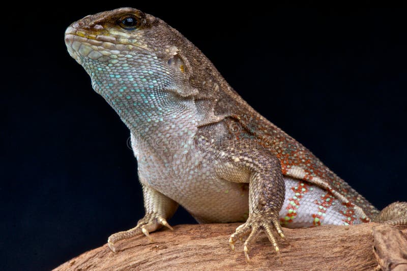 Curlytail Lizard Stock Photos - Free & Royalty-Free Stock Photos