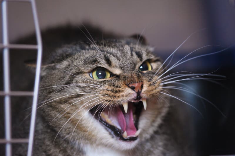 1,205 Cat Hissing Stock Photos - Free & Royalty-Free Stock Photos from  Dreamstime