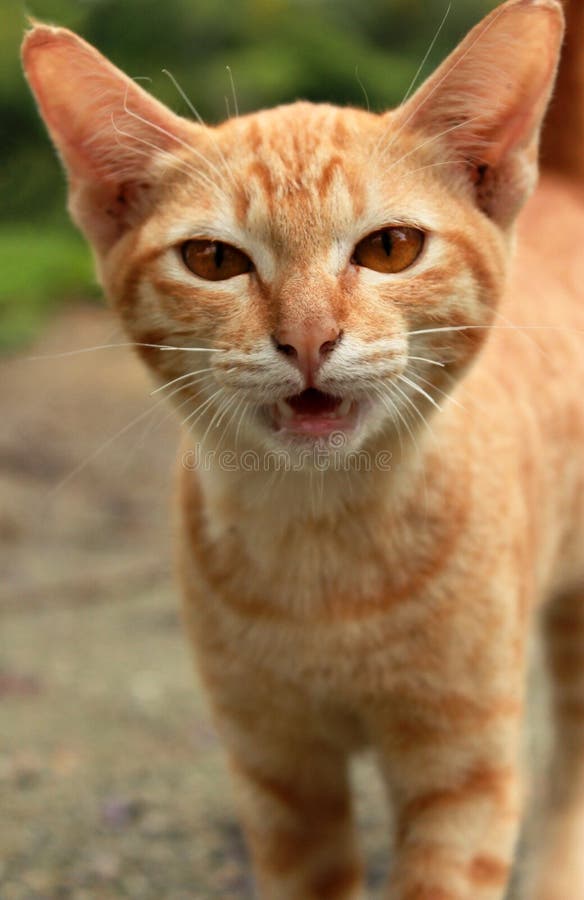 Hissing Cat stock image. Image of thai, charming, sweet 71570941